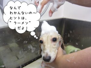 シャンプー中ミニチュアダックス