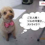 おすわりトイプードル