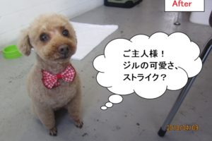 おすわりトイプードル