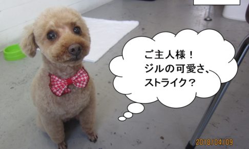 おすわりトイプードル