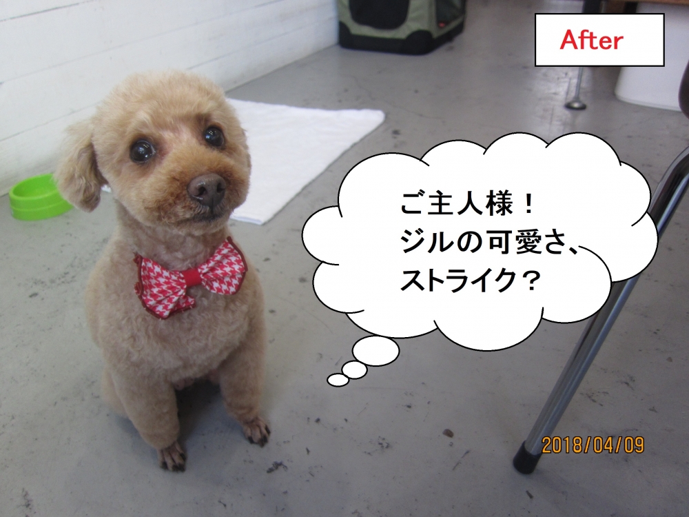 おすわりトイプードル