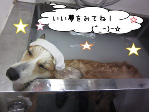 スパ中コーギー