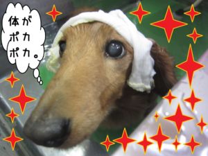 スパ中ミニチュアダックス