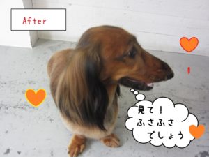 カット後ミニチュアダックス