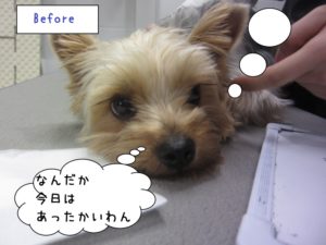 カット前ヨーキー