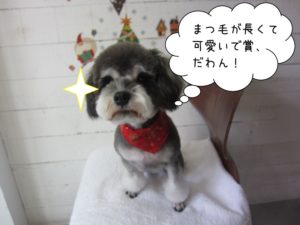 カット後Mシュナ