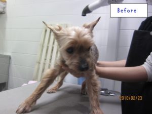 カット後ヨーキー