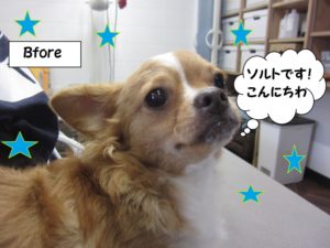 カット前チワワ