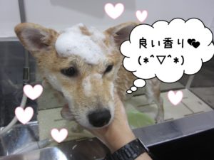 シャンプー中柴犬