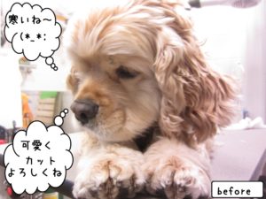 カット前コッカー