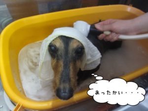 スパ中ミニチュアダックス