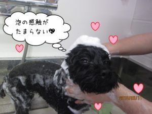 シャンプー中トイプードル