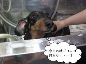 スパ中ミニチュアダックス