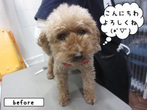 カット前トイプードル