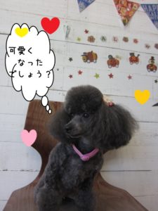 カットが可愛いトイプードル