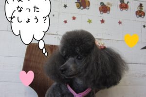 カットが可愛いトイプードル