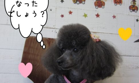 カットが可愛いトイプードル