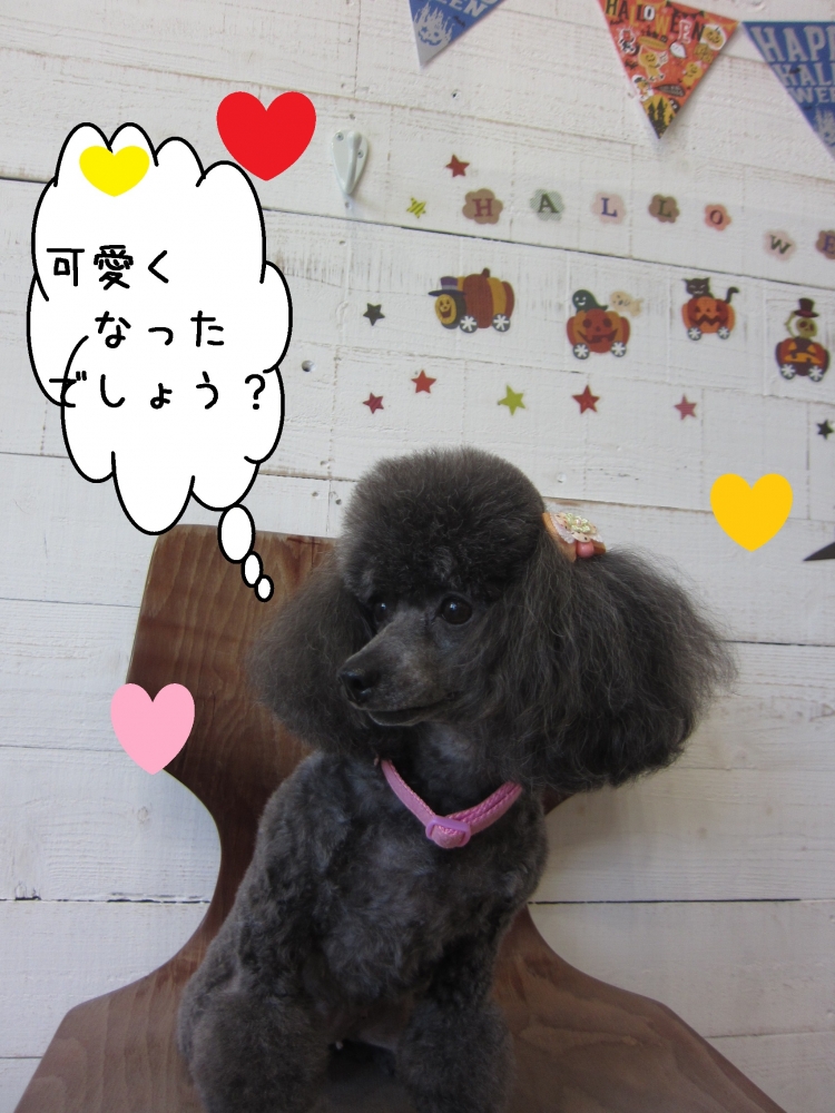 カットが可愛いトイプードル