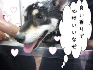 シャンプー中柴犬