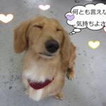 気持ちよくなるミニチュアダックス