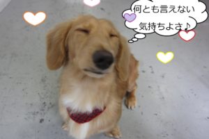 気持ちよくなるミニチュアダックス