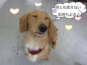 気持ちよくなるミニチュアダックス