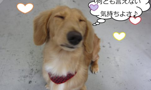 気持ちよくなるミニチュアダックス