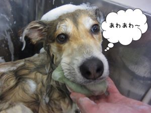 シャンプー中ミックス