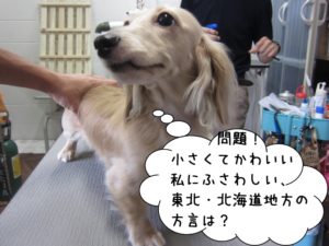 カット前ミニチュアダックス