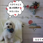 おすましマルチーズ