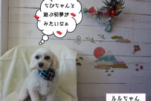 おすましマルチーズ