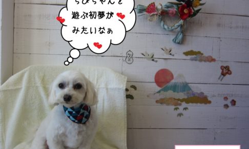 おすましマルチーズ