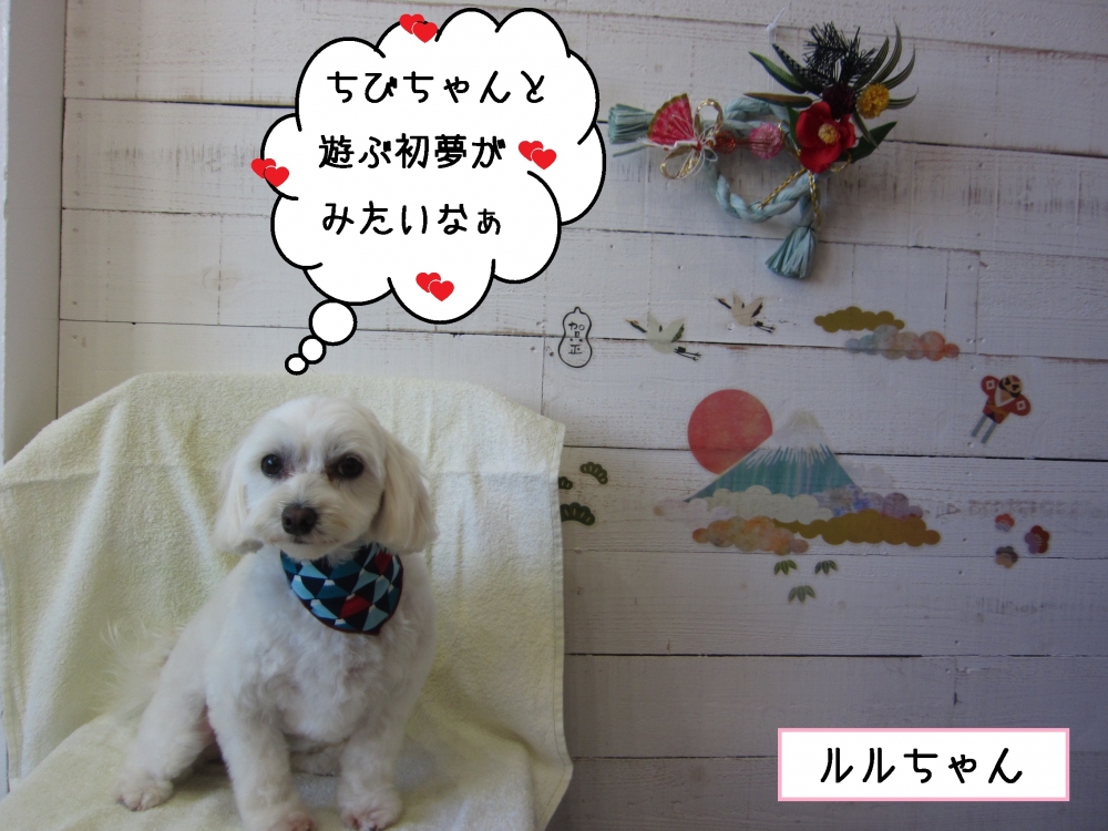 おすましマルチーズ