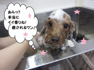 シャンプー中トイプードル