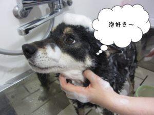 シャンプー中柴犬