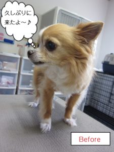 カット前チワワ
