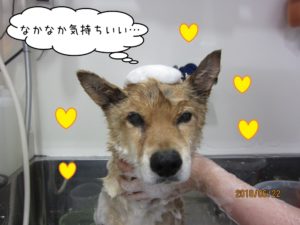 シャンプー中ミックス