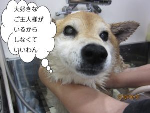 シャンプー中柴犬