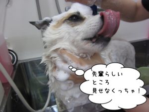 シャンプー中ミックス