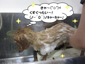 シャンプー中ミニチュアダックス