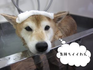 スパ中柴犬