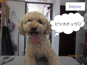 カット前トイプードル