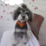 おすましMシュナ