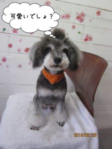 おすましMシュナ