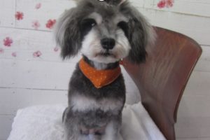 おすましMシュナ