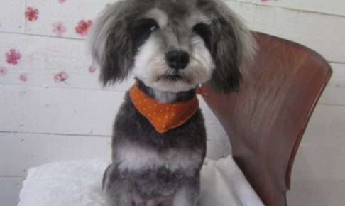 おすましMシュナ