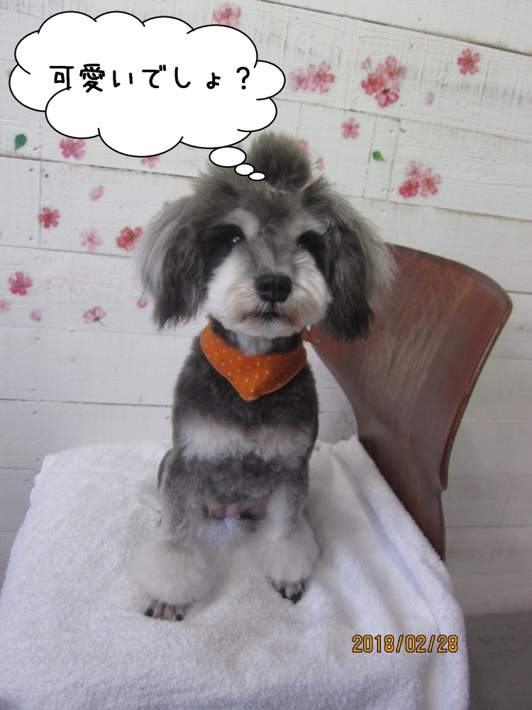 おすましMシュナ