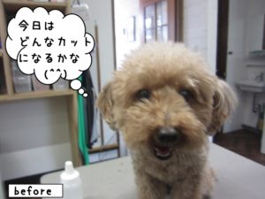カット前トイプードル