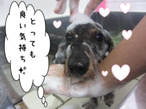 シャンプー中ミニチュアダックス