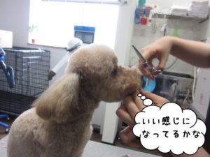 カット中トイプードル